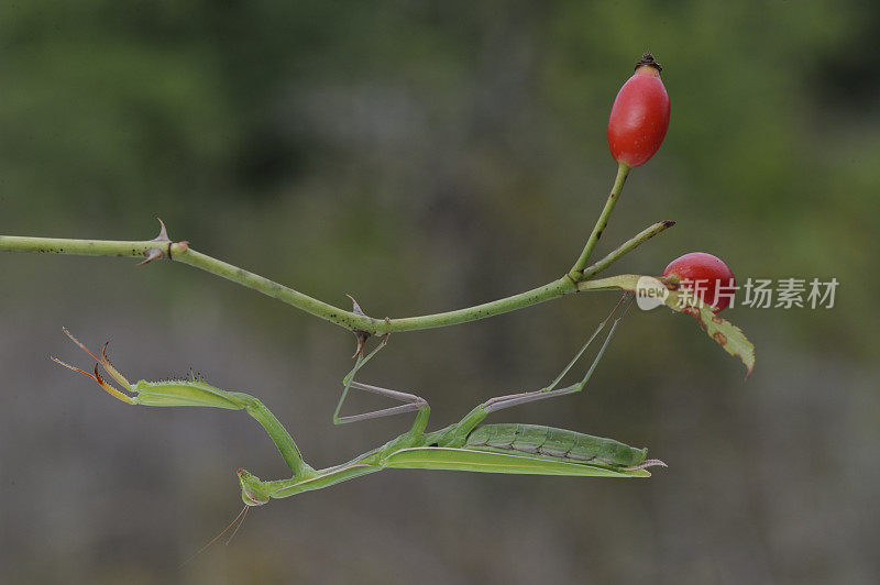 螳螂(mantis religiosa)